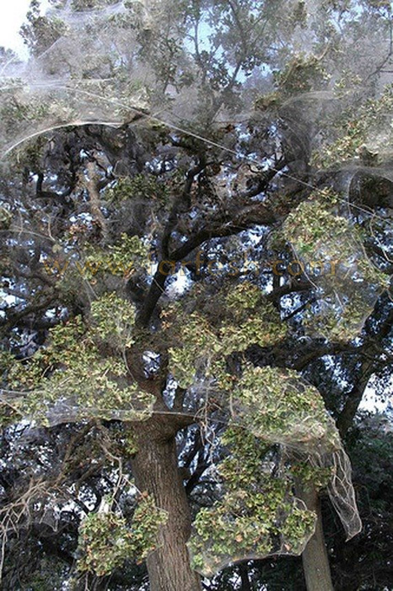 SpiderWebTree9.jpg