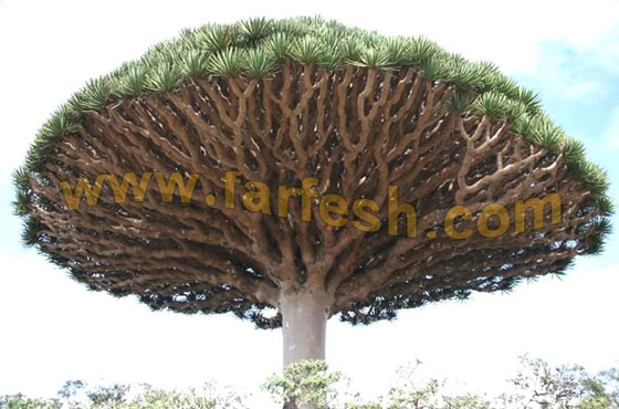 Socotra-Islan36.jpg