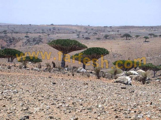 Socotra-Island.13.jpg