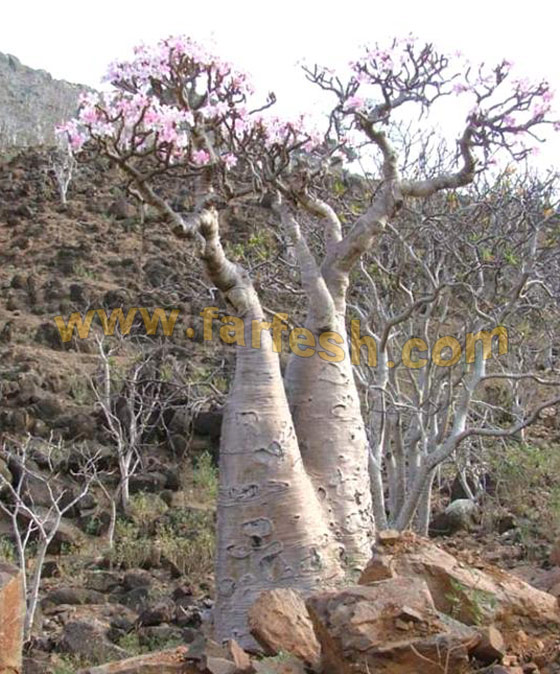Socotra-Island.jpg