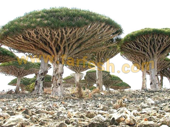 Socotra-Island10.jpg