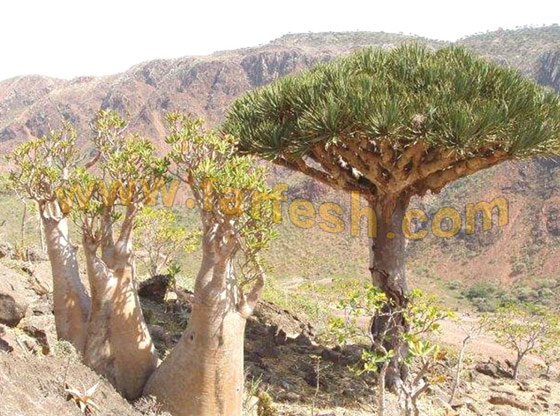 Socotra-Island18.jpg