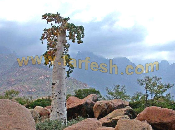 Socotra-Island19.jpg