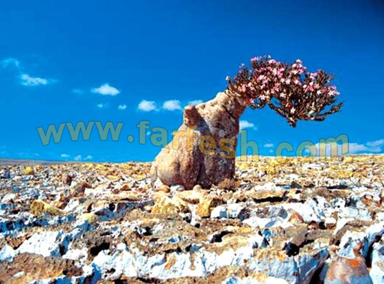 Socotra-Island2.jpg