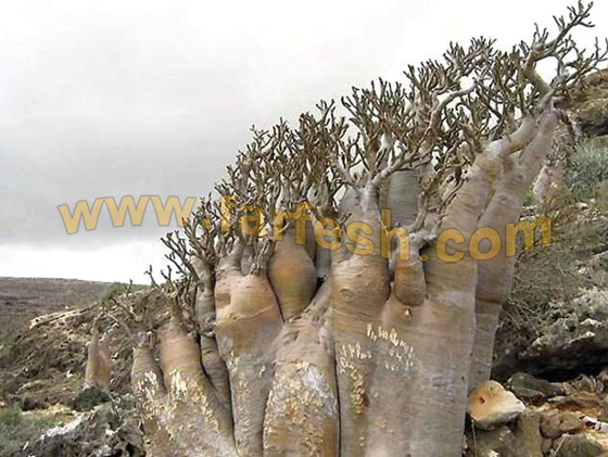 Socotra-Island21.jpg