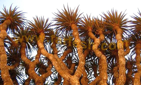 Socotra-Island23.jpg