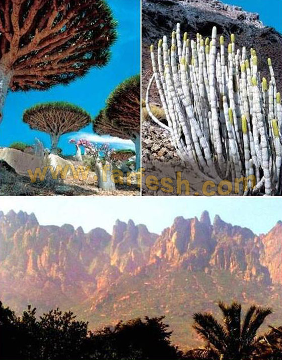 Socotra-Island24.jpg
