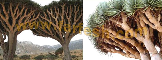 Socotra-Island27.jpg