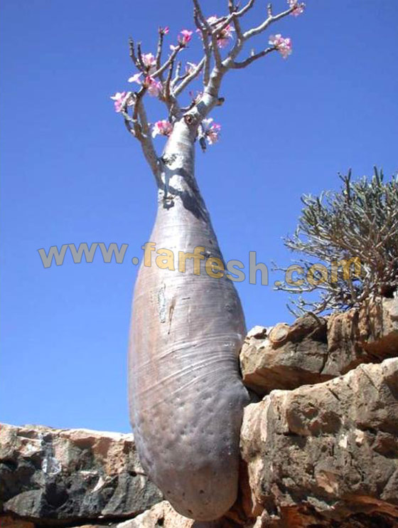 Socotra-Island28.jpg
