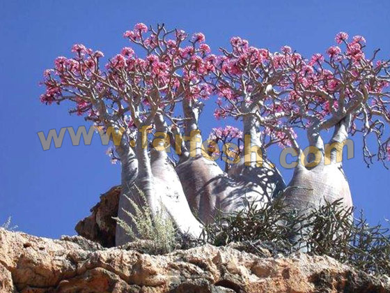 Socotra-Island29.jpg