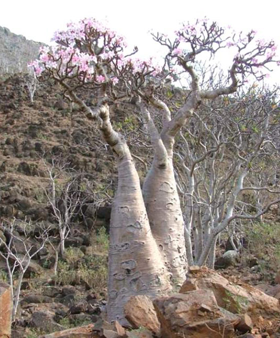 Socotra-Island30.jpg