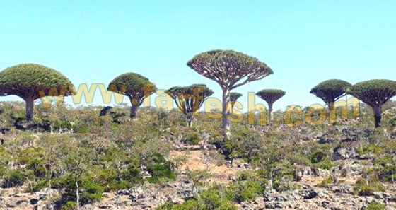 Socotra-Island31.jpg