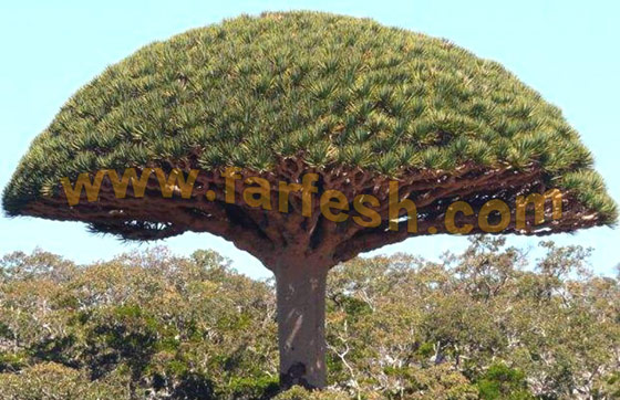Socotra-Island32.jpg