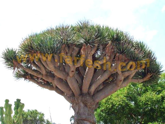 Socotra-Island33.jpg