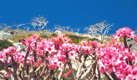 Socotra-Island35.jpg