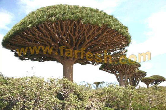 Socotra-Island36.jpg