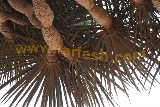 Socotra-Island37.jpg