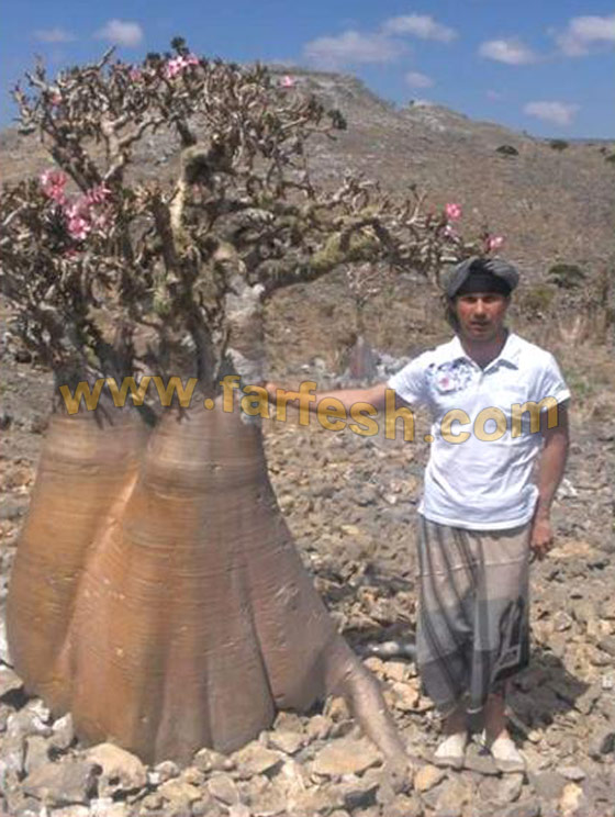 Socotra-Island38.jpg