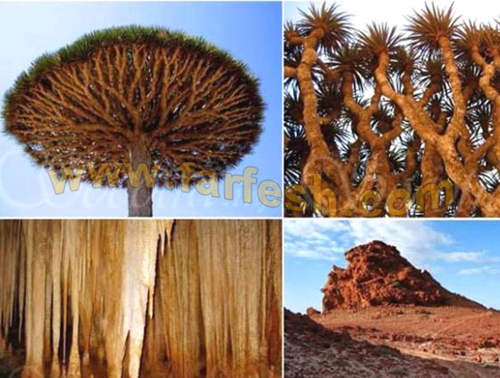 Socotra-Island5.jpg