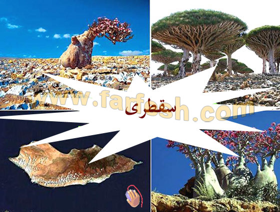 Socotra-Island8.jpg