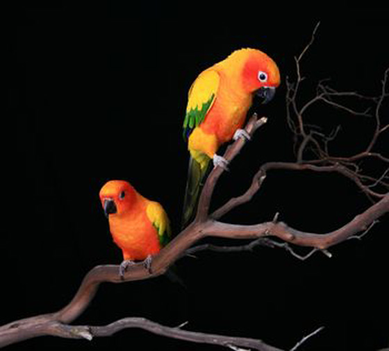 parrot10.jpg