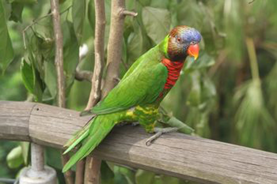 parrot5.jpg