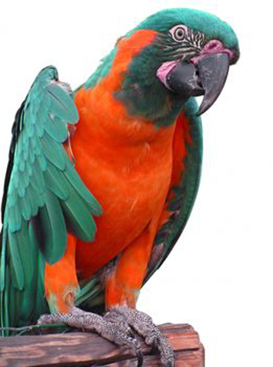 parrot6.jpg