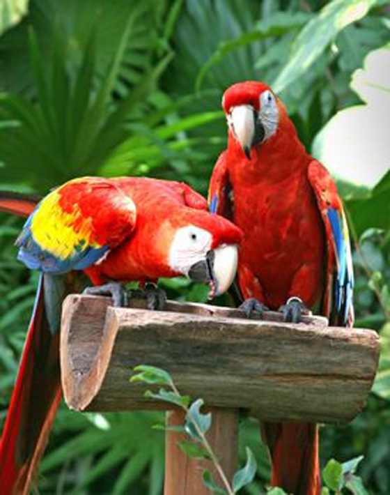 parrot7.jpg