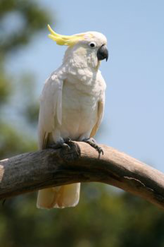 parrot8.jpg