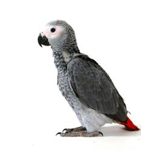 parrot9.jpg