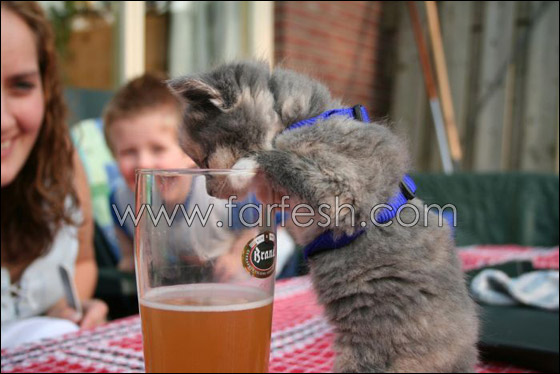 cats-0001.jpg