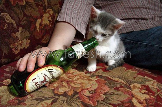cats-0002.jpg