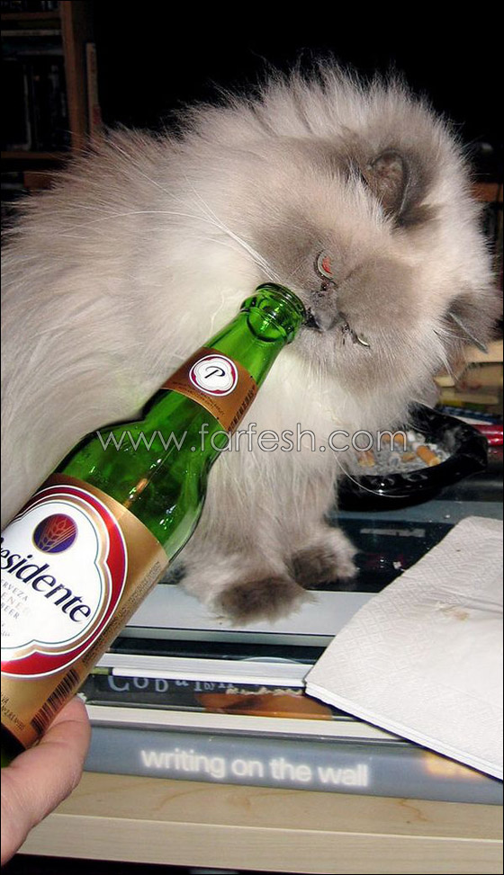 cats-0003.jpg