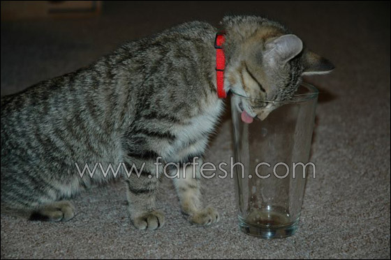 cats-0004.jpg