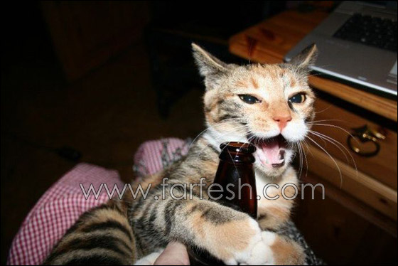 cats-0005.jpg