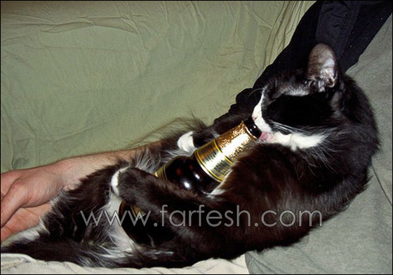 cats-0006.jpg