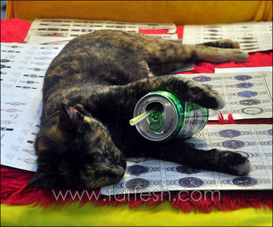 cats-0007.jpg