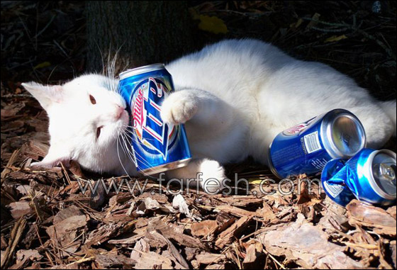 cats-0008.jpg