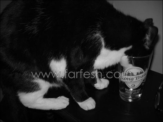 cats-0009.jpg