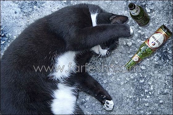 cats-0010.jpg
