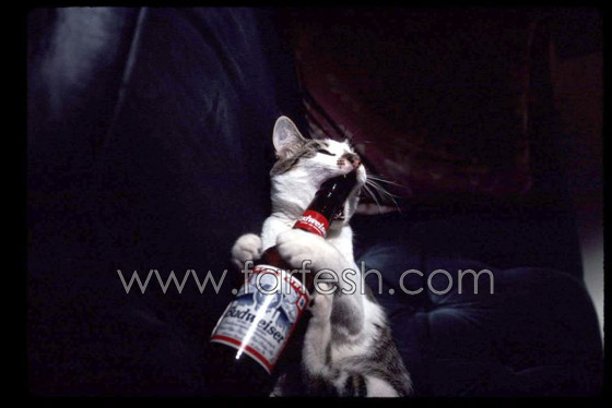 cats-0011.jpg