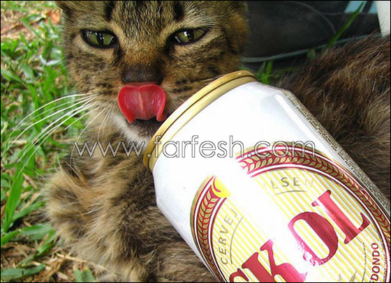 cats-0012.jpg