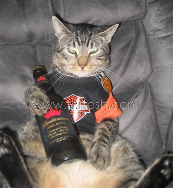 cats-0013.jpg