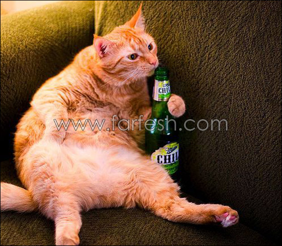 cats-0014.jpg