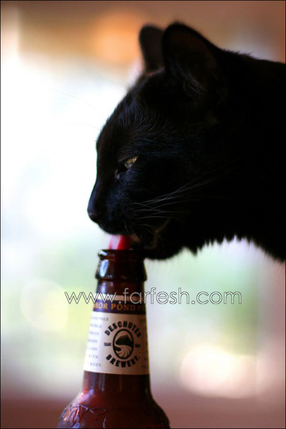 cats-0015.jpg