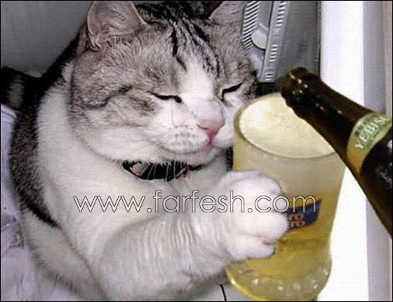 cats-0016.jpg
