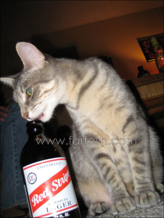 cats-0017.jpg