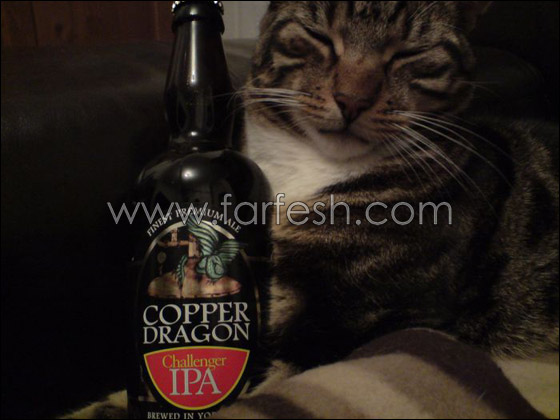 cats-0018.jpg