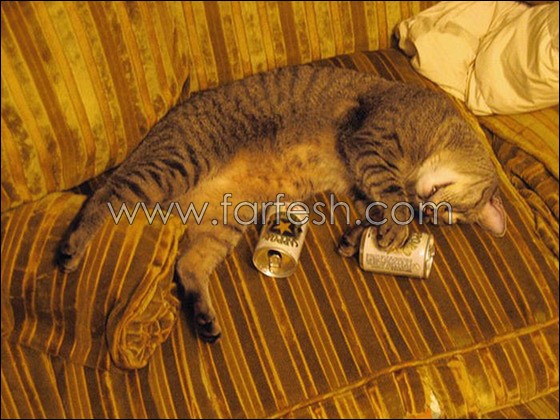 cats-0019.jpg