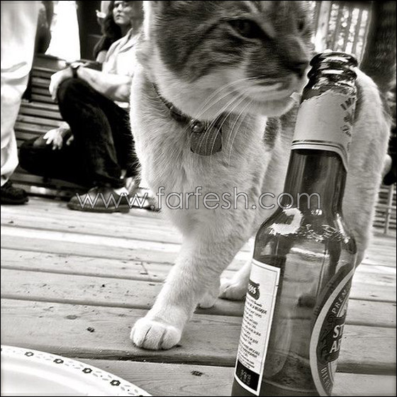 cats-0020.jpg